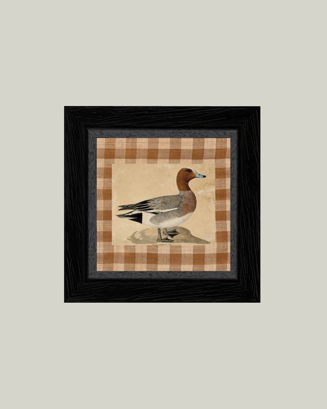 Eurasian Wigeon Framed Antique Art: 5x5