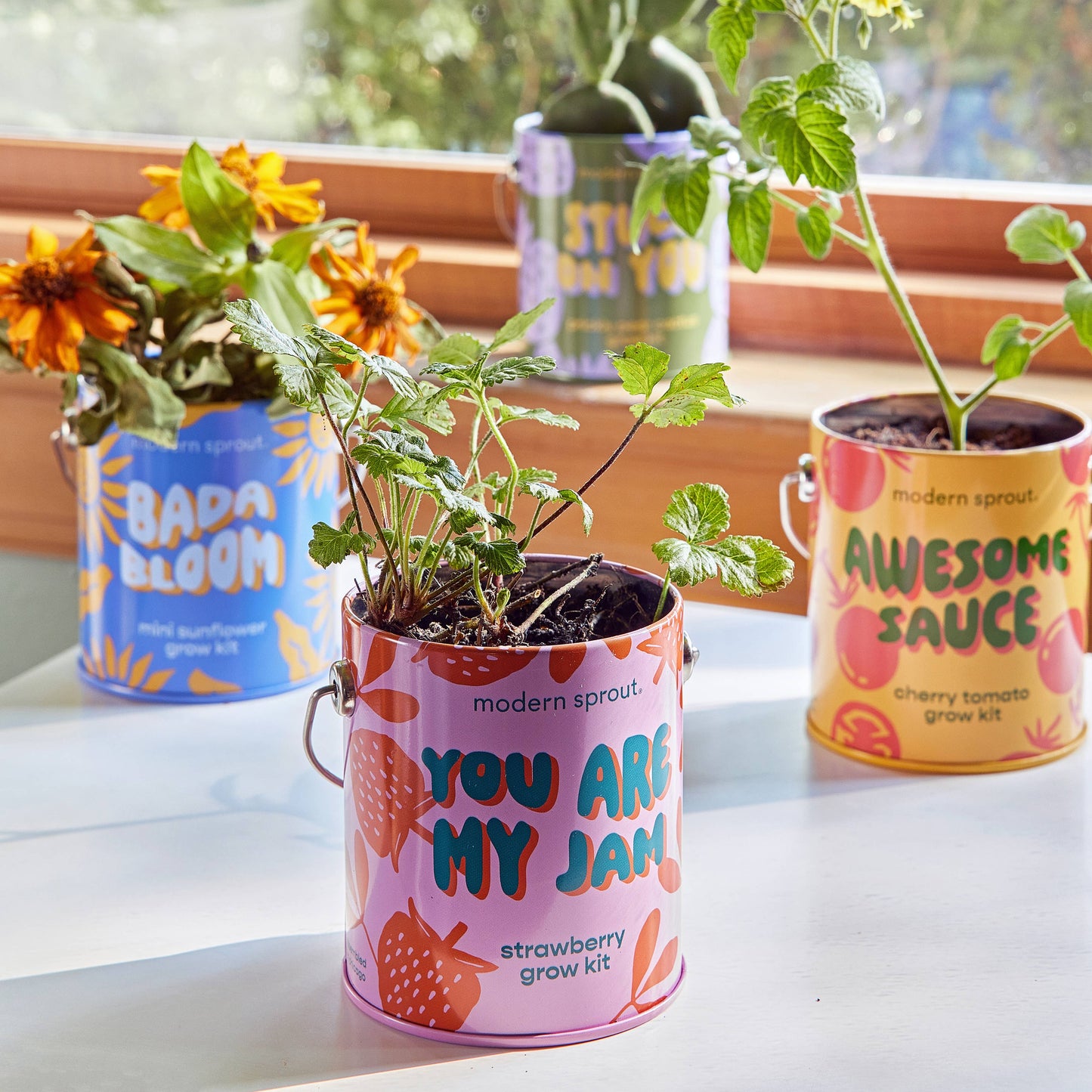 Rooted in Joy Grow Kits