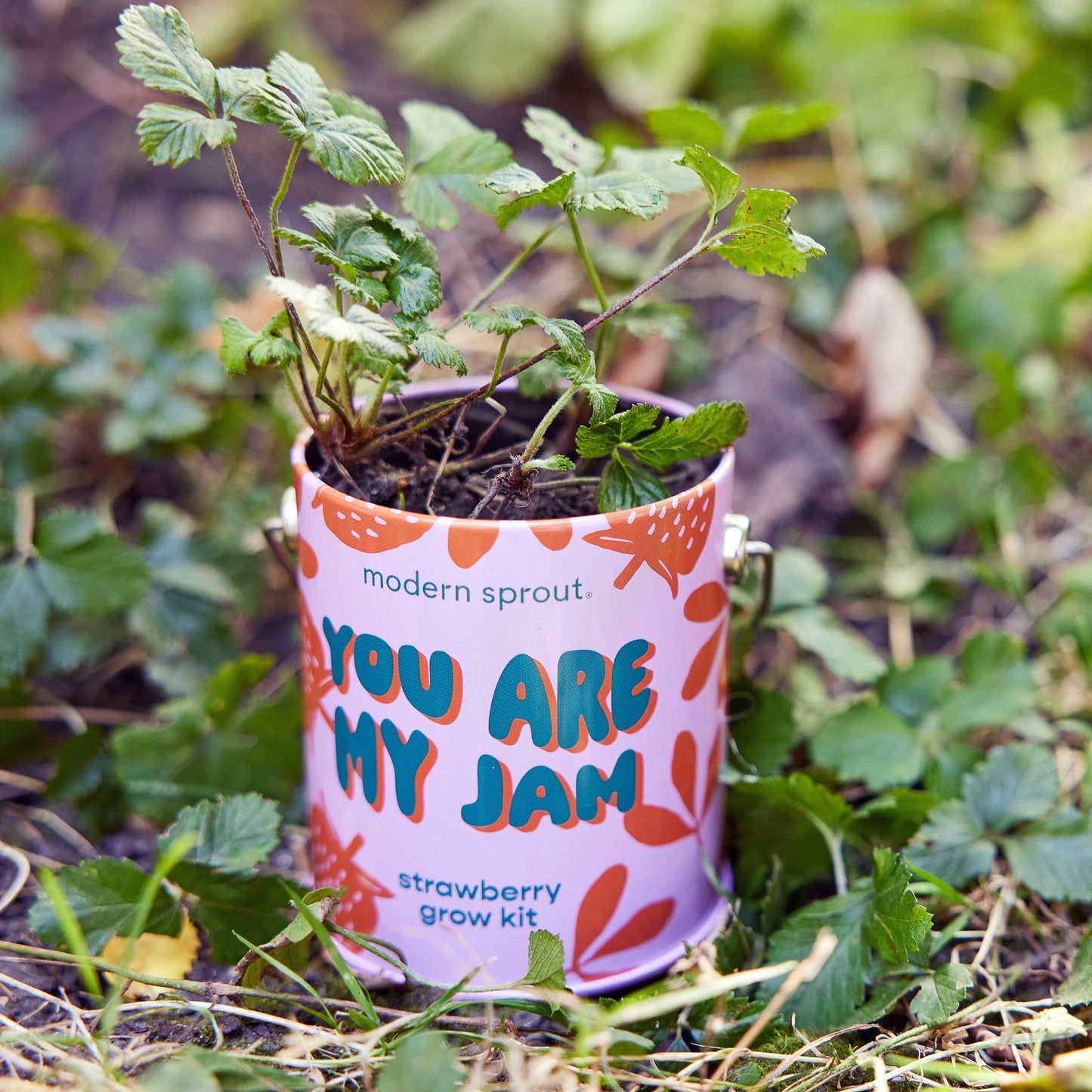 Rooted in Joy Grow Kits