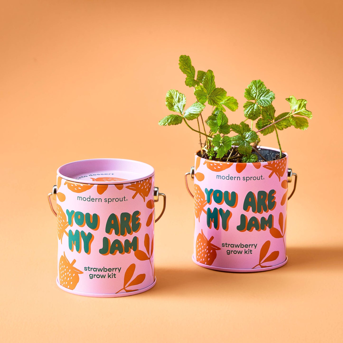 Rooted in Joy Grow Kits