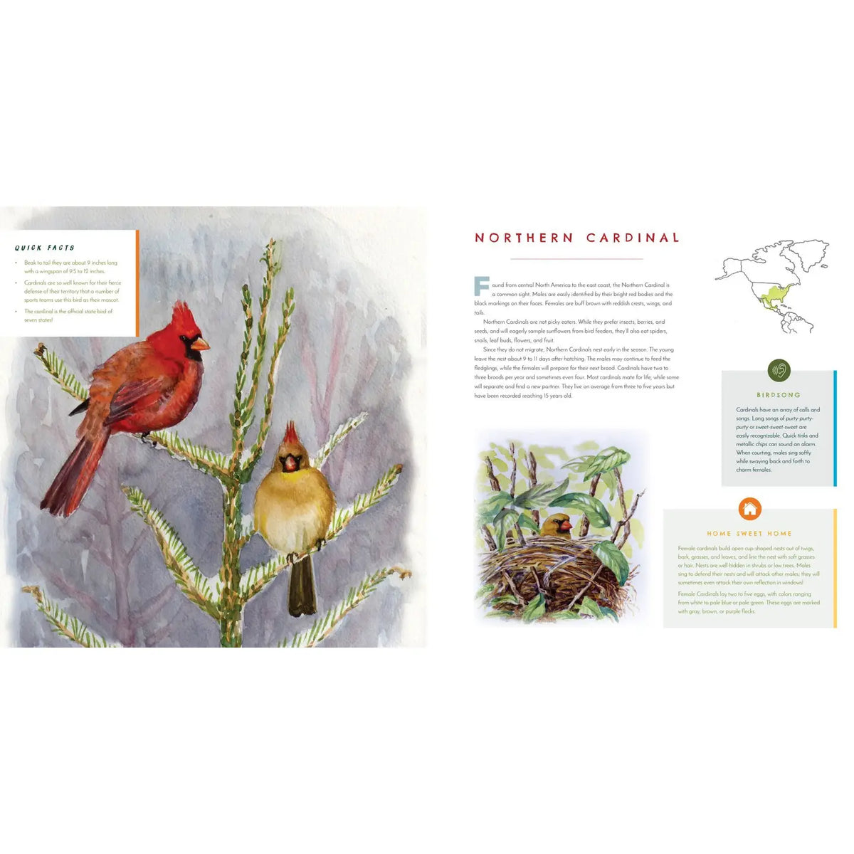 Northern Cardinal illustrated book spread featuring male and female cardinals, nesting facts and birdsong information in Hear Them Sing