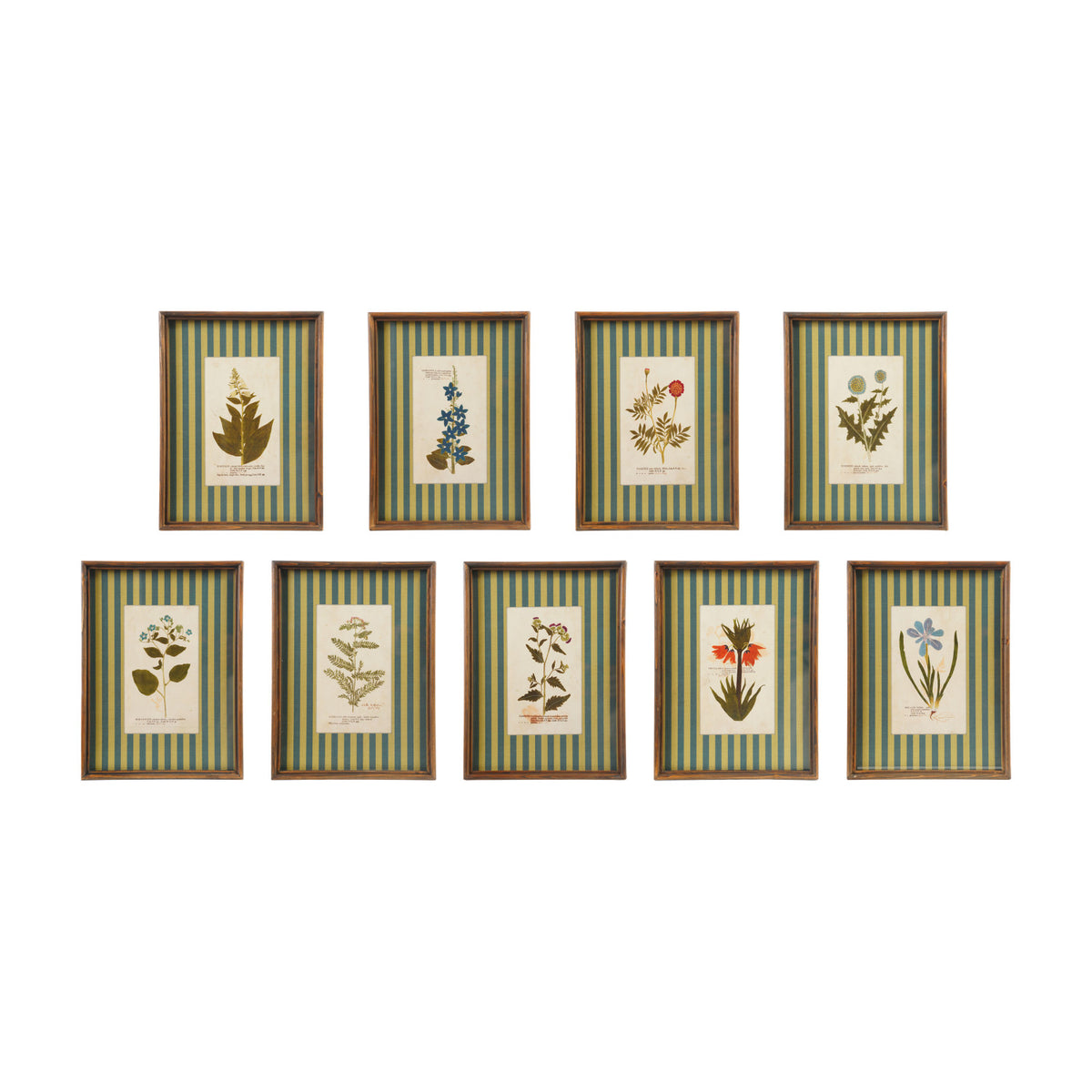 Nine vintage botanical framed prints with blue and green striped mats